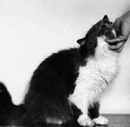 photography black & white pets & animals cats
