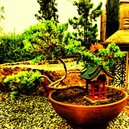 photography hdr nature garden backyard bonsai rockgarden
